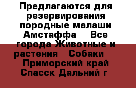 Предлагаются для резервирования породные малаши Амстаффа  - Все города Животные и растения » Собаки   . Приморский край,Спасск-Дальний г.